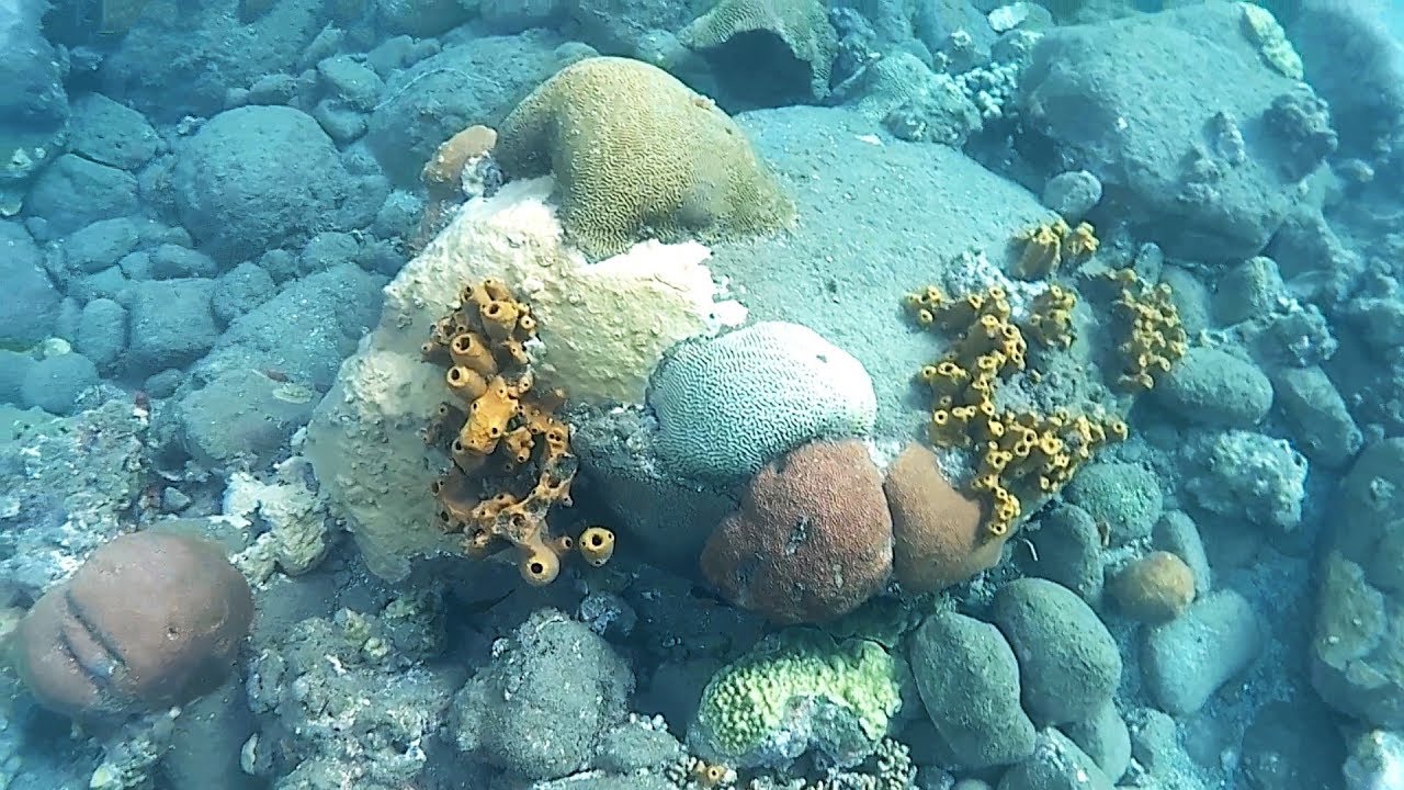 Plongée En Apnée Plage De Petite Malendure Bouillante Guadeloupe
