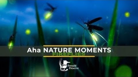 Aha Nature Moments: Fireflies