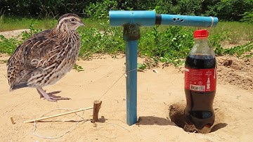 Creative Method Quail Bird Trap Using Coca Cola  Bottle - Easy Simple Wild Bird Trap