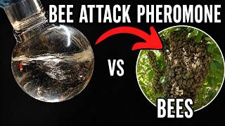 Making a Bee attack pheromone then testing it...