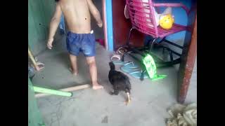 Pérola A Pintinha Trelosa