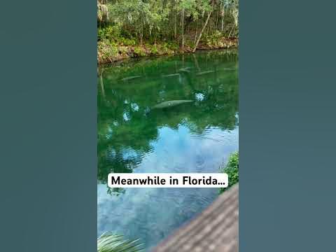 So many manatees out in the park today! 385 counted! - YouTube