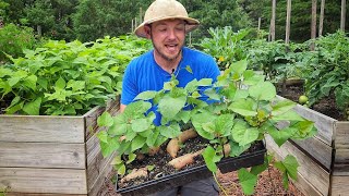 BEST Way to Grow Sweet Potatoes from Store Bought Potatoes |Complete Guide!|