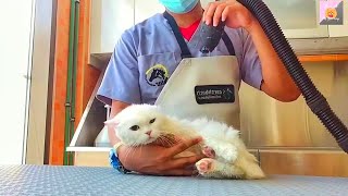 Persian Cat Haircut Grooming Before & After | Pet Grooming TV by Pet Grooming TV 984 views 4 months ago 8 minutes, 6 seconds