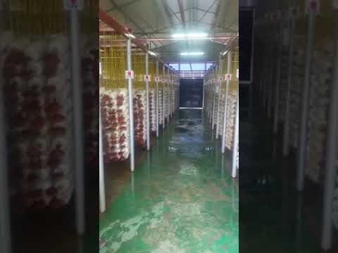مزرعة فطر الجانوديرما اثناء زيارة الدكتور ليث حسني سليمان ماليزيا عقر دار 