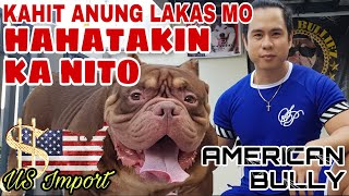 GAANO KALAKI ANG EXTREME NA AMERICAN BULLY | US IMPORT BULLY | SAM WALASTIK