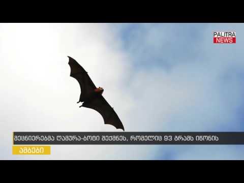 მეცნიერებმა ღამურა-ბოტი შექმნეს, რომელიც 93 გრამს იწონის