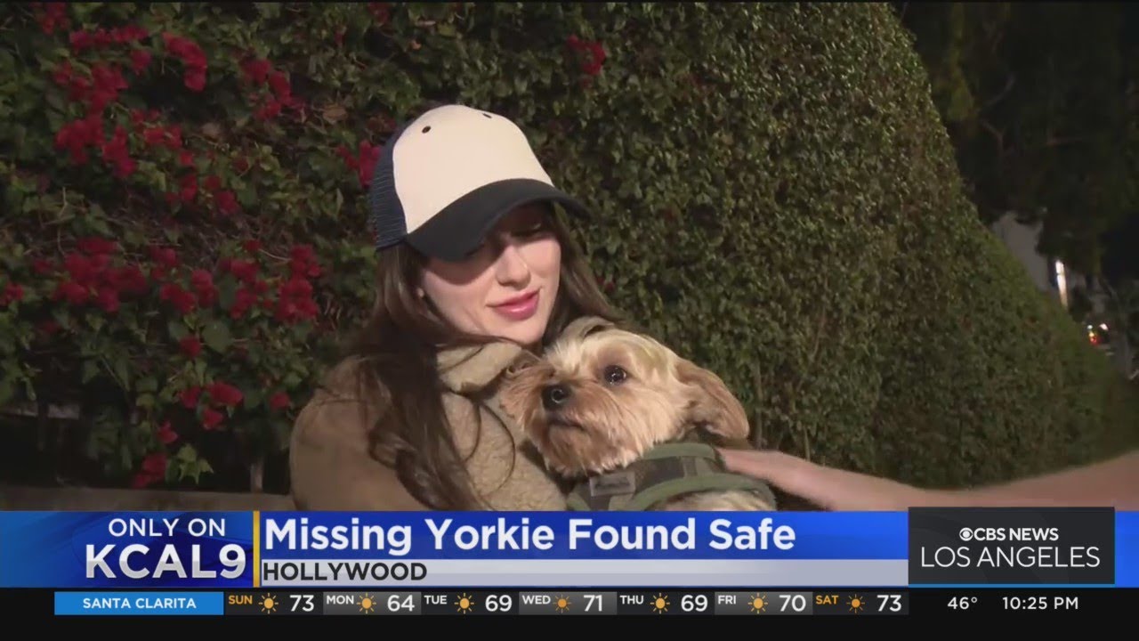 Hollywood family overjoyed after having stolen Yorkshire terrier returned