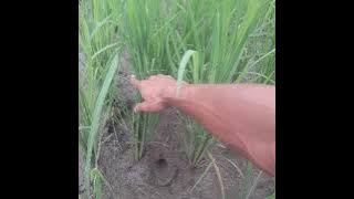 Jangan aplikasi jakaba untuk tanaman padi