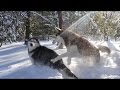 Slow Motion Siberian Huskies After Blizzard 2016 - Mishka &amp; Laika