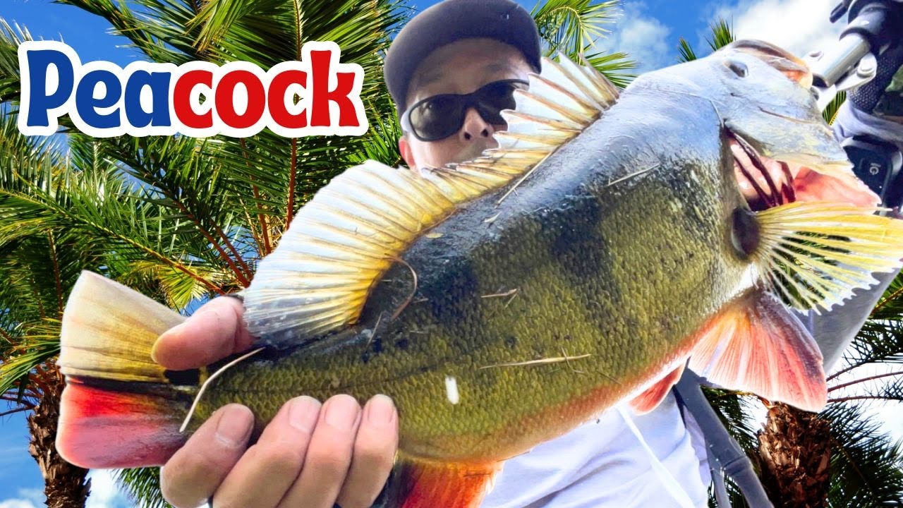 Catch Peacock Bass With Jerkbait YouTube catch-peacock-bass-with-jerkbait-youtube