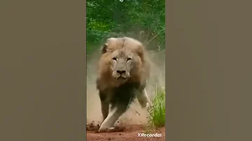 والسبع زهرتو واعرة 
