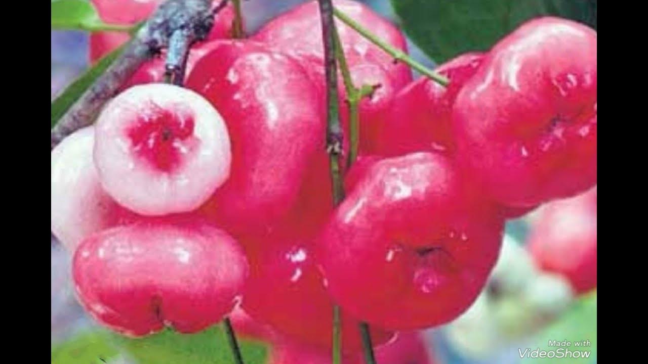 Water Apple Benefits In water-apple-benefits-in