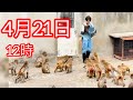 April 21, 4月21日12時、ドアが開いた瞬間!!パパに抱きつくパンチ君この瞬間!全員メロメロ😍🐒
