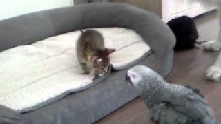 parrot meets the first foster kittens litter (6 weeks old).