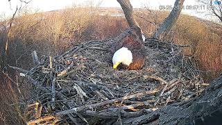 Hanover Eagles Live Cam Hdontap Free Live Cams From Around The World Mozilla Firefox 2024 03 2