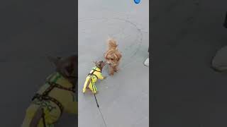 Встреча, Chihuahua Charles. Funny, Chihuahua, Charles. Video fanny, dogs, cute pets, shorts