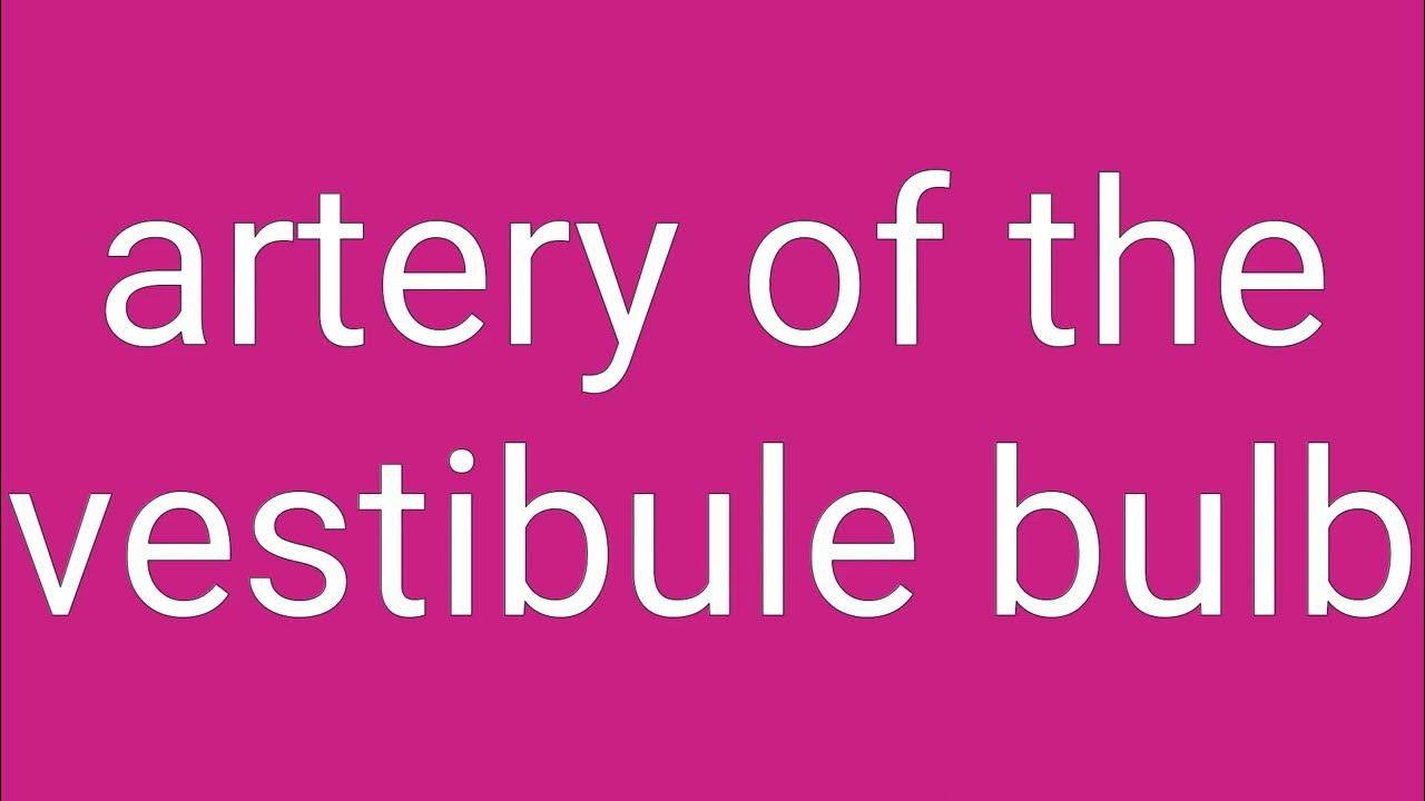 Artery of The Vestibule Bulb Definition & Meaning YouTube
