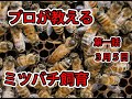 【ミツバチ飼ってみた】１話　蜜蜂設置と女王蜂チェック