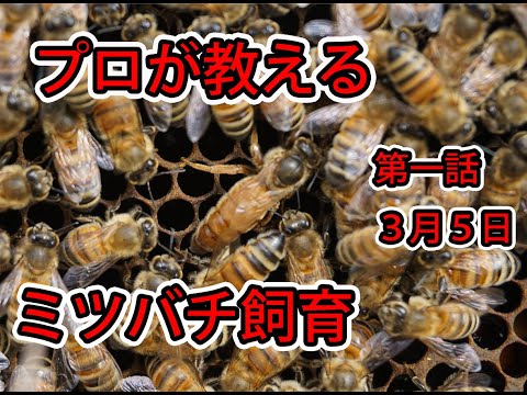 ミツバチ飼育員 ミツバチ飼育、初心者の記録｜2025 – カヤックを漕いで釣り