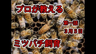 【ミツバチ飼ってみた】１話　蜜蜂設置と女王蜂チェック