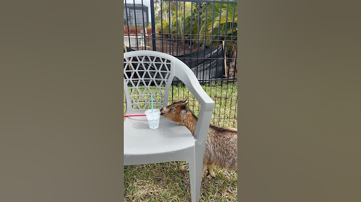 Mom catches a goat trying to steal daughters water #shorts