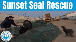 Sunset Seal Rescue