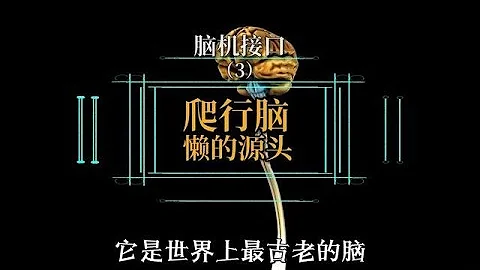 脑机接口（3）：爬行脑，科学的“懒” - 天天要闻