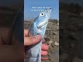 Extraño pez con aspecto metálico