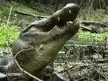 American Alligator Smashes Turtle's Shell To Bits & Then Swallows Entire Turtle Whole