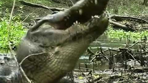 American Alligator Smashes Turtle