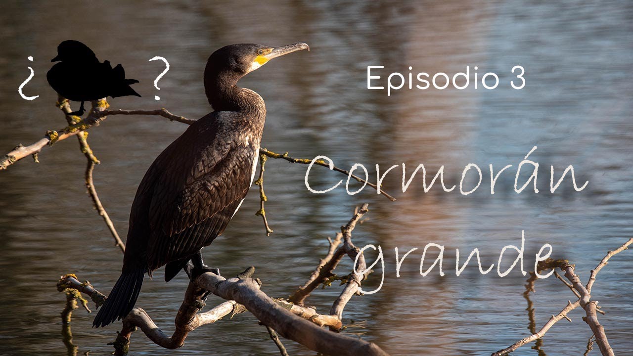Cormorán grande, Phalacrocorax carbo · Natural Series - Ep.3