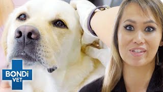 Cleaning The Worst Dog Infected Ears | Bondi Vet Clips | Bondi Vet