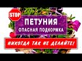 👎🏵️ВРЕДНЫЙ СОВЕТ подкормки ПЕТУНИИ- НИКОГДА  так не делайте. Почему ПЕТУНИЯ меняет цвет?