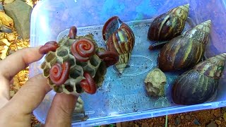 hunting millipede,snail, bekicot, menemukan siput berjalan, luwing lucu