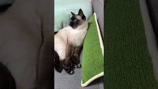 Adorable Siamese Cat  Compilation! | Playful, Funny, Cute  #shorts  #catlovers  #cat  #siamese