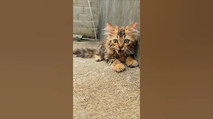 Watch the video about The Ultimate Cute Kitten Moments Compilation