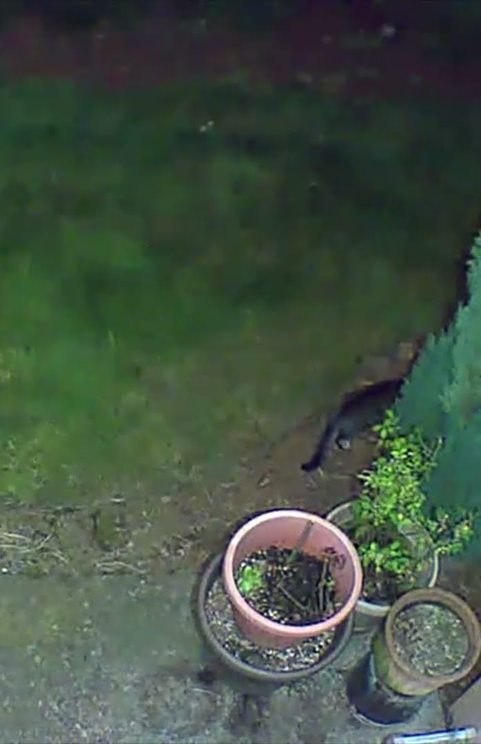 What Does A Black Cat Symbolize YouTube What Does A Black Cat Symbolize YouTube