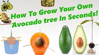 How to GROW AN AVOCADO TREE FROM SEED, Works every time!