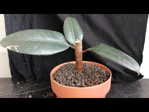 Video: Ficus Robusta (25 Larawan): Mga Tampok Sa Pag-aalaga Ng Elastica Ficus Sa Bahay. Ano Ang Pagkakaiba Sa Pagitan Ng Pamumulaklak Ng Ficus Na May Goma Na Likas?