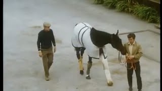 Something to Brighten The Morning Mill Reef Documentary Racing Legend.