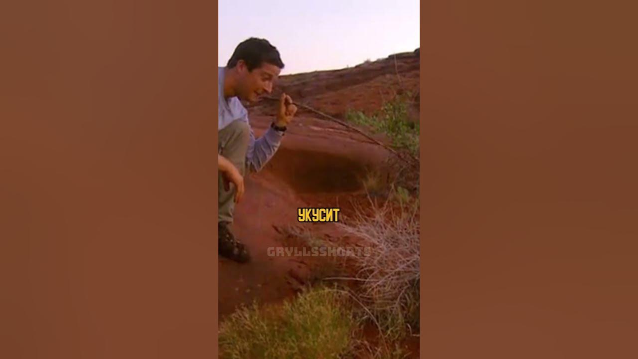 Выживание в лесу Bear Grylls