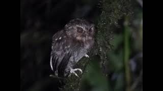 Lechucita bigotona / Long-whiskered Owlet