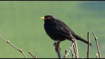 Sounds of Nature Blackbird 1 Hour of the Blackbird