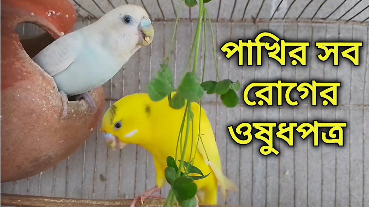 বাজরিগার পাখির অসুখ চিকিৎসা পদ্ধতি ও ঔষধ |  বাজরিগার পাখির ঠান্ডা ডায়রিয়া সবুজ পায়খানা রোগের ওষুধ