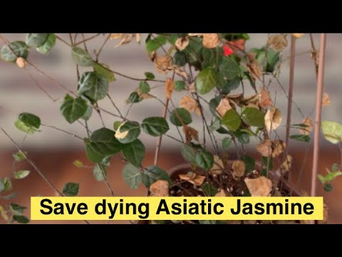 Over Fertilized Plants:How To Save #AsiaticJasmine#overfertilized
