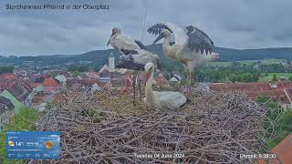 2024 06 04 Storchennest Pfreimd, ganze Familie im Nest, Flügel schlagen der Jungen und trocknen