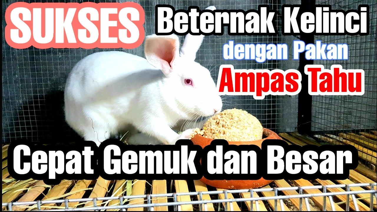 Pakan kelinci super hemat, murah bikin Kelinci cepat besar gemuk dan