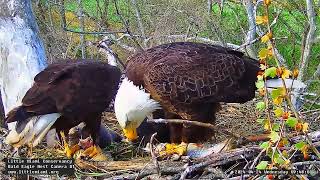 Little Miami Conservancy Bald Eagle 24.04.2024 09:39