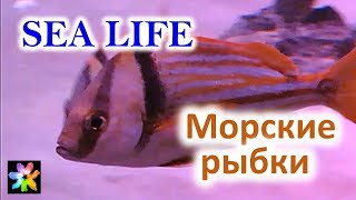 🐡 Обитатели Океанариума "Морская жизнь". Техас